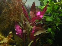 /album/alternanthera-reineckii-lilacina/alternantera-reineckii-lilacina-1-c-jpg/